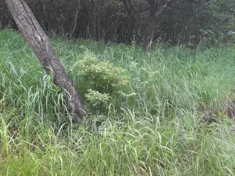 Land For Sale in Playa Lagarto