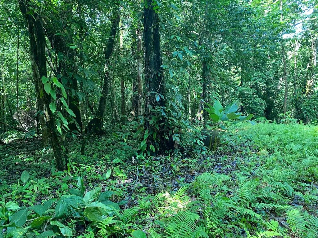 7.7 ACRE LOT WITH OCEAN AND MOUNTAIN VIEWS, photo 14