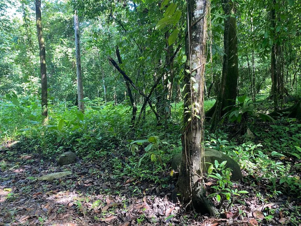 7.7 ACRE LOT WITH OCEAN AND MOUNTAIN VIEWS, photo 15