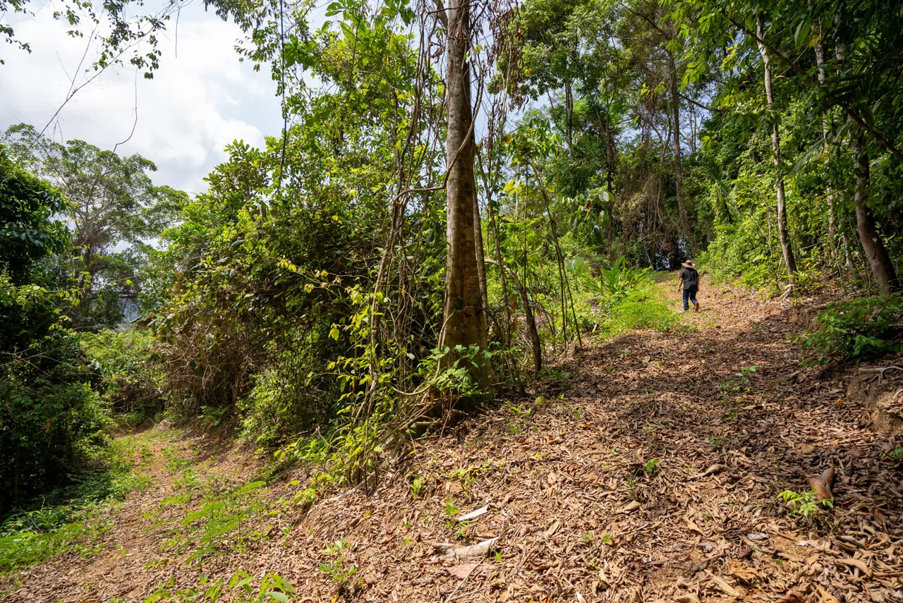DEVELOPMENT PROPERTY WITH OCEAN VIEWS NEAR TO DOMINICAL – 86 ACRES, photo 17