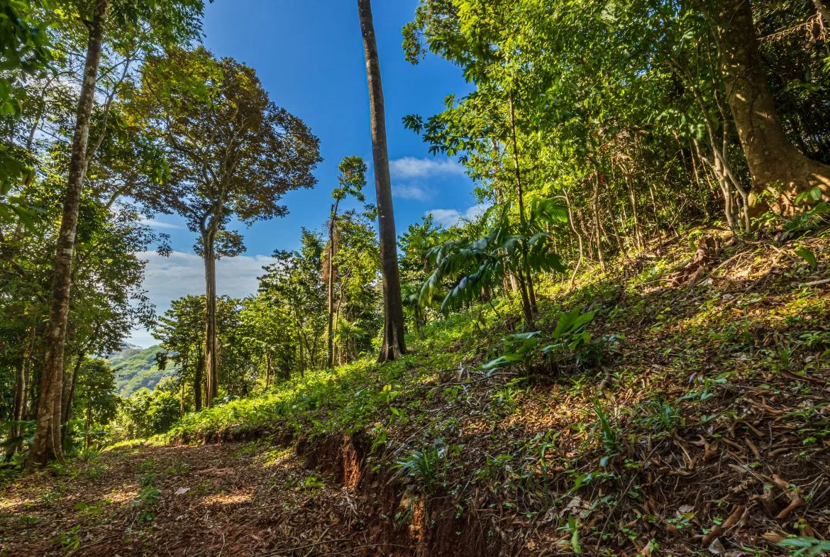 DEVELOPMENT PROPERTY WITH OCEAN VIEWS NEAR TO DOMINICAL – 86 ACRES, photo 22