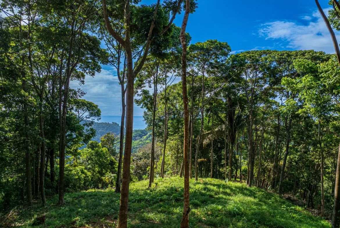 DEVELOPMENT PROPERTY WITH OCEAN VIEWS NEAR TO DOMINICAL – 86 ACRES, photo 24