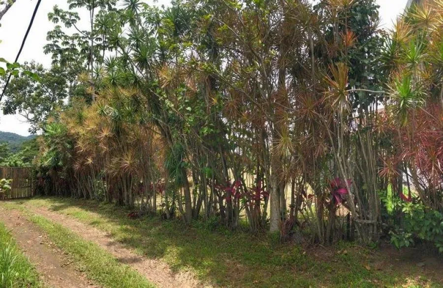 Venta de Propiedad para desarrollo comercial y habitacional en San Pedro Montes de Oca US$3,875,000  - Venta en Montes de Oca, photo 14