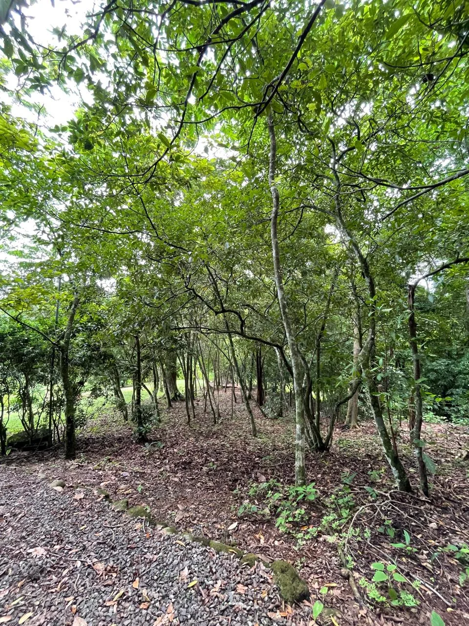 🌿 UNIQUE PROPERTY FOR SALE IN SAN PEDRO TURRUBARES 🌿, photo 10