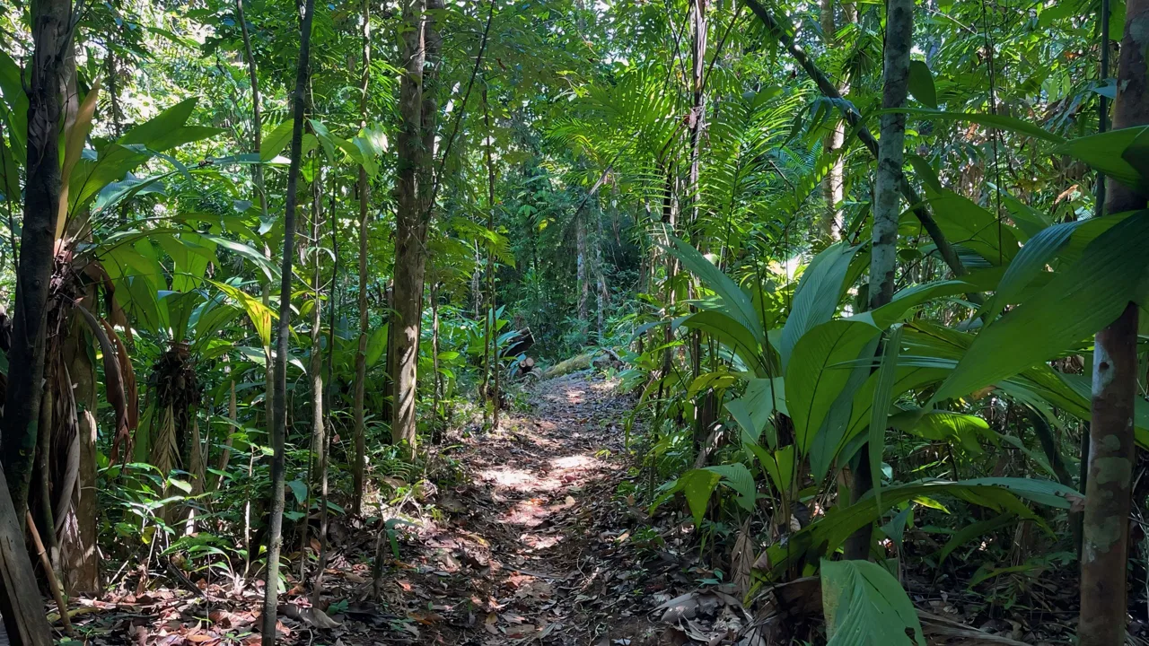 JUNGLE DREAMS FARM: WHERE NATURE MEETS SERENITY – 20 ACRES, photo 11