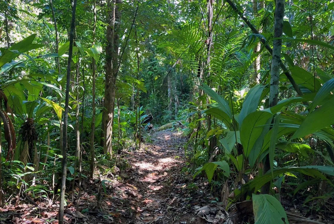 JUNGLE DREAMS FARM: WHERE NATURE MEETS SERENITY – 20 ACRES, photo 12