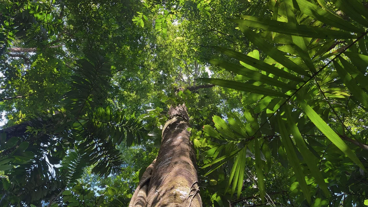 JUNGLE DREAMS FARM: WHERE NATURE MEETS SERENITY – 20 ACRES, photo 13