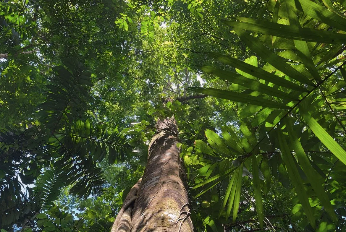 JUNGLE DREAMS FARM: WHERE NATURE MEETS SERENITY – 20 ACRES, photo 14