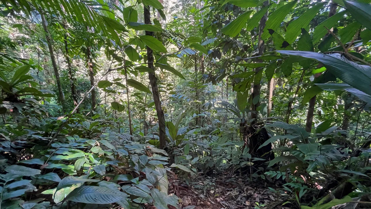 JUNGLE DREAMS FARM: WHERE NATURE MEETS SERENITY – 20 ACRES, photo 23
