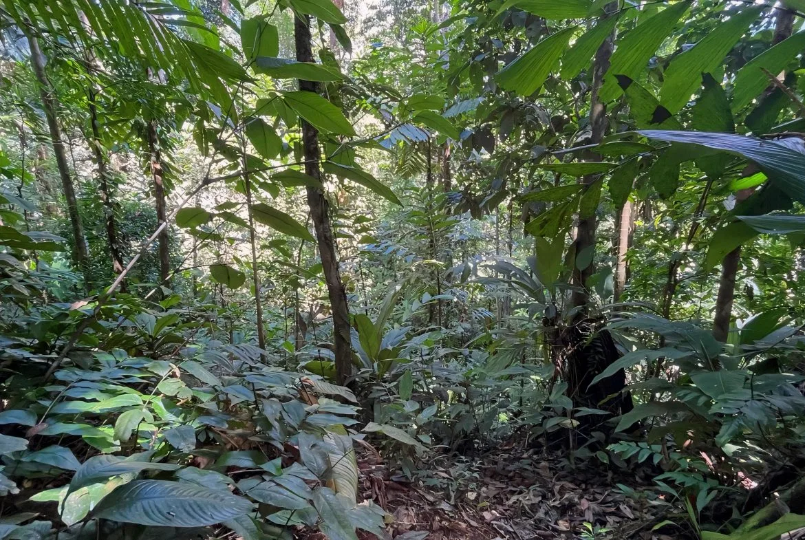 JUNGLE DREAMS FARM: WHERE NATURE MEETS SERENITY – 20 ACRES, photo 24