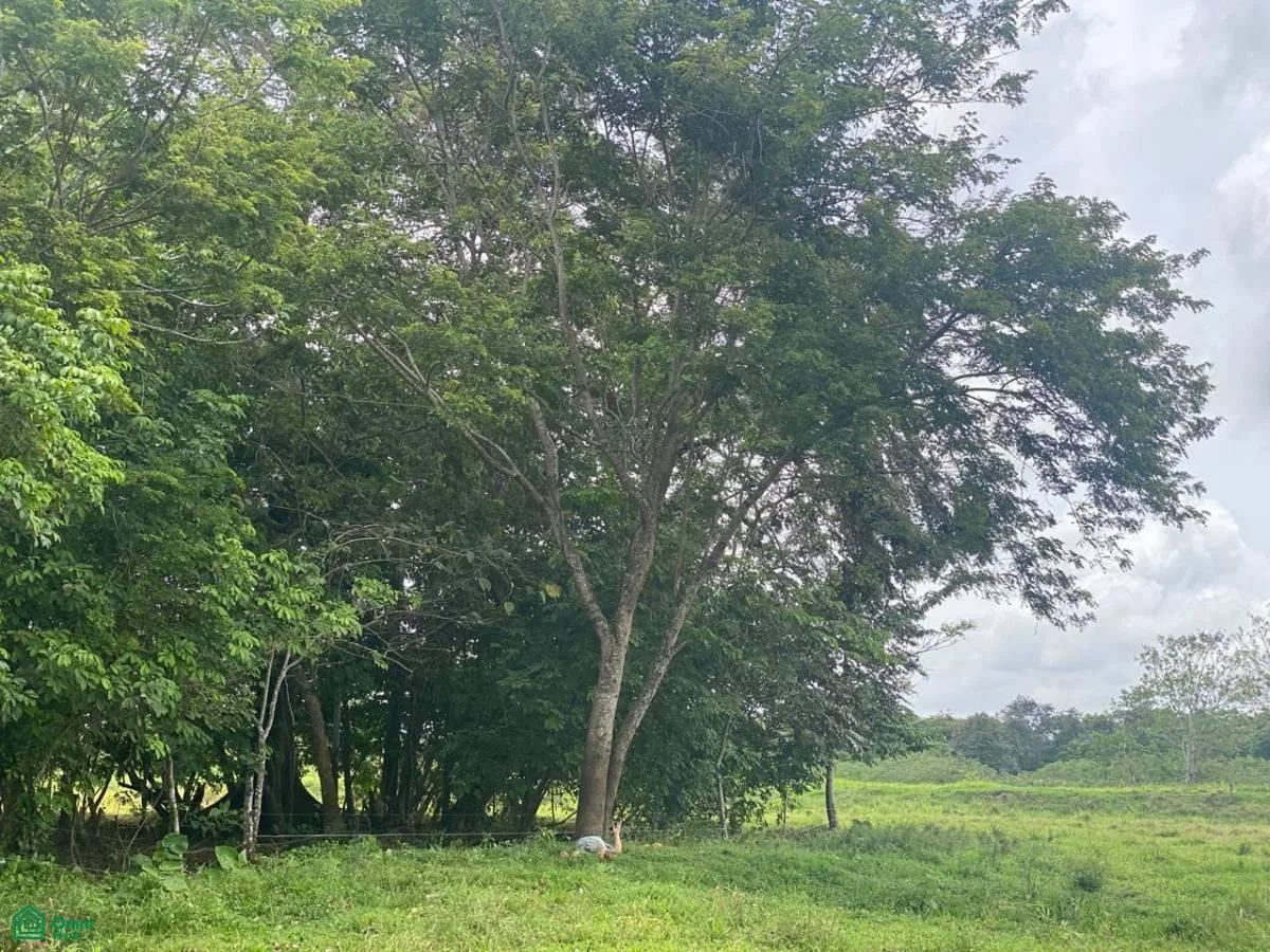 Delicias De Upala Upala Alajuela, photo 6