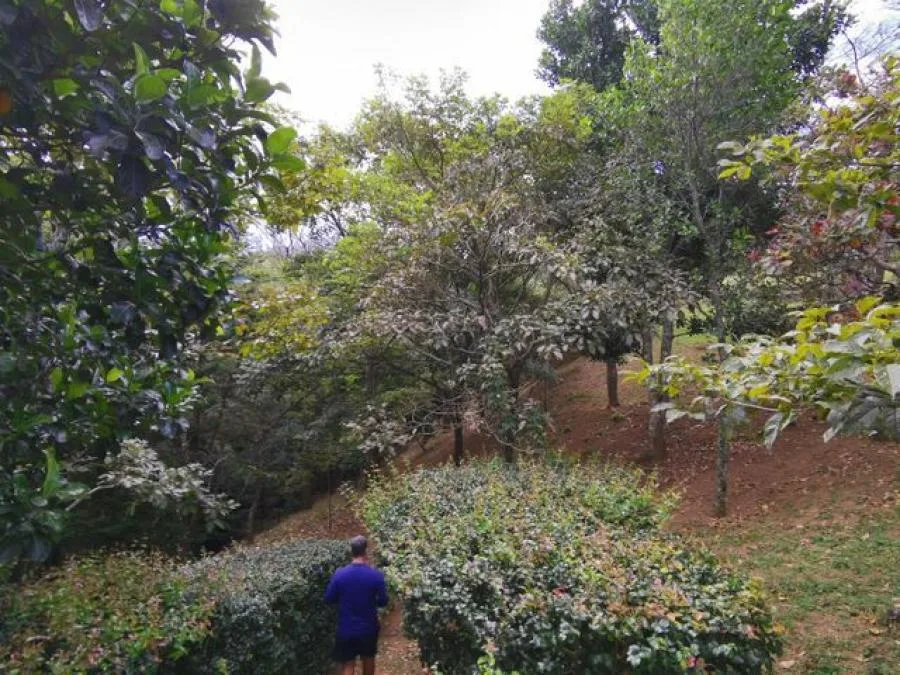 Venta de Lote en Mora, San José.  - Venta en Mora, photo 13