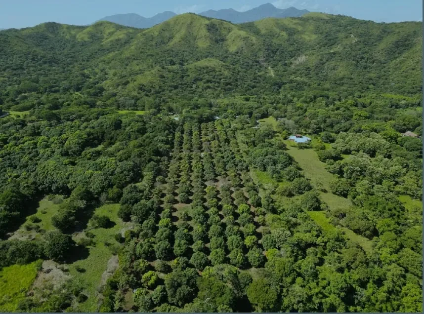 Excelente oportunidad de inversión en Turrubares. Hermosa finca agrícola de 69.532 m² (6,95 hectáreas), con plantación de mango establecida, acceso directo por calle pública ...