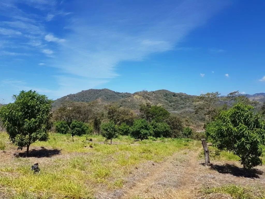 Excelente oportunidad de inversión en Turrubares. Hermosa finca agrícola de 69.532 m² (6,95 hectáreas), con plantación de mango establecida, acceso directo por calle pública ..., photo 2
