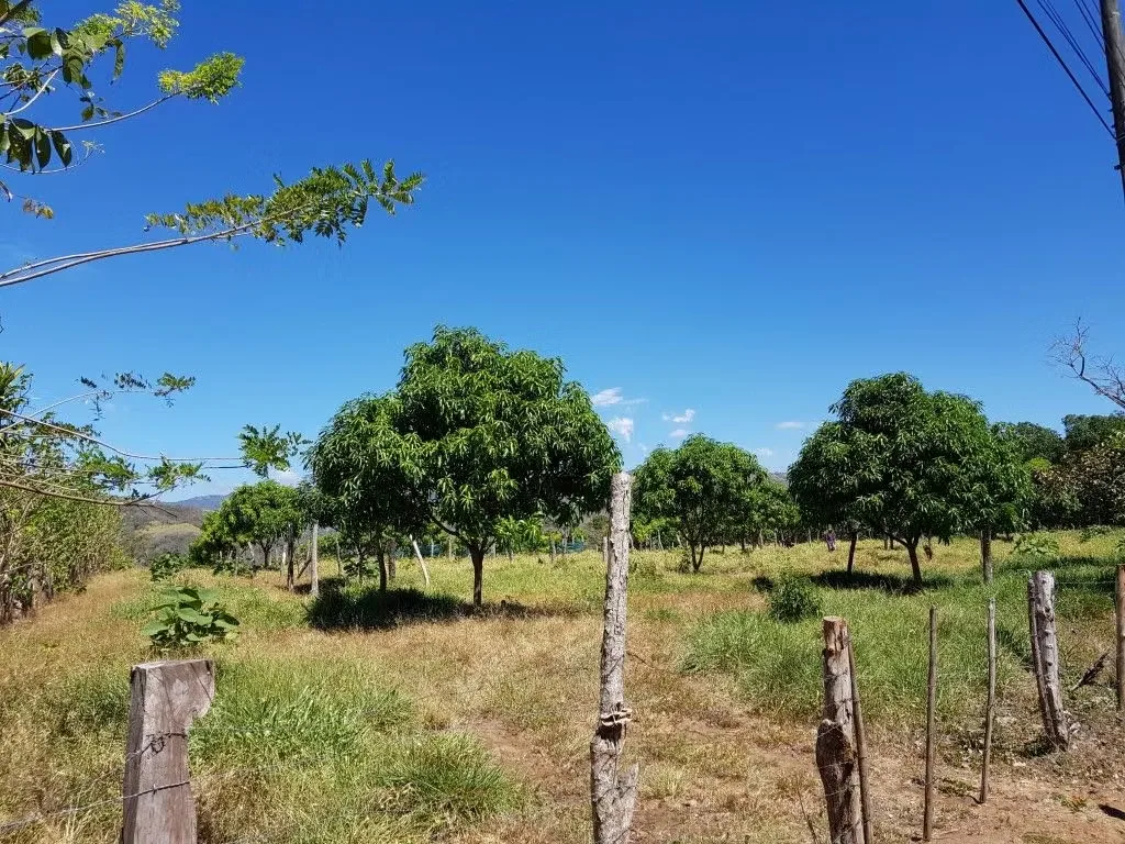 Excelente oportunidad de inversión en Turrubares. Hermosa finca agrícola de 69.532 m² (6,95 hectáreas), con plantación de mango establecida, acceso directo por calle pública ..., photo 4