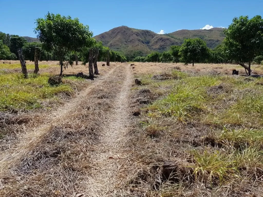 Excelente oportunidad de inversión en Turrubares. Hermosa finca agrícola de 69.532 m² (6,95 hectáreas), con plantación de mango establecida, acceso directo por calle pública ..., photo 5