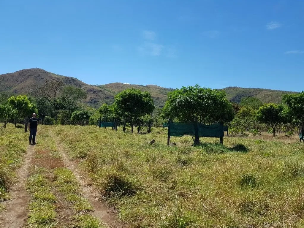 Excelente oportunidad de inversión en Turrubares. Hermosa finca agrícola de 69.532 m² (6,95 hectáreas), con plantación de mango establecida, acceso directo por calle pública ..., photo 6