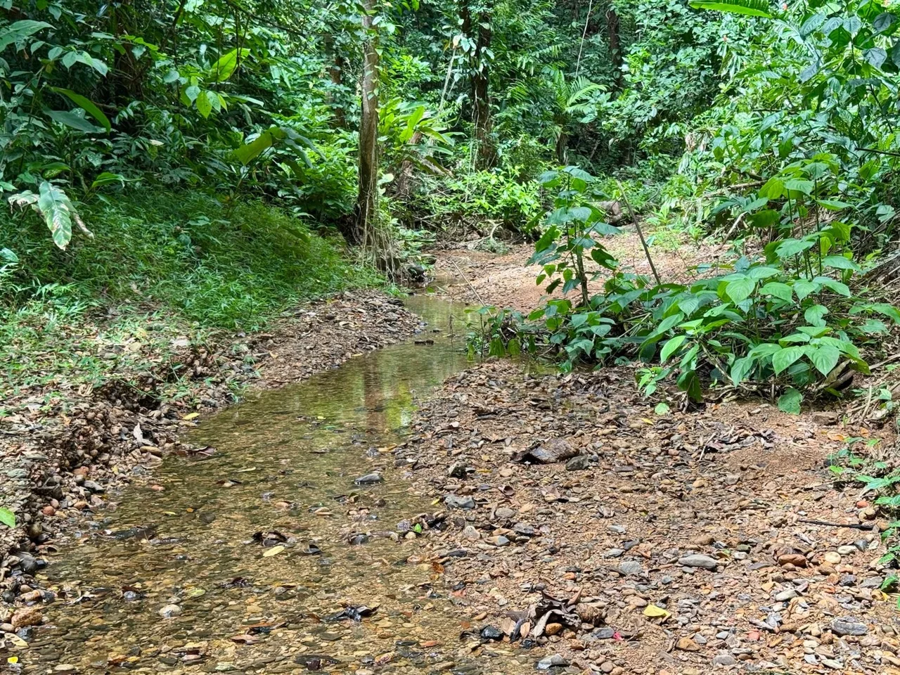 BUILDING PROPERTY WITH MOUNTAIN AND PARTIAL OCEAN VIEWS, IN PLATANILLO – 4.2 ACRES, photo 4