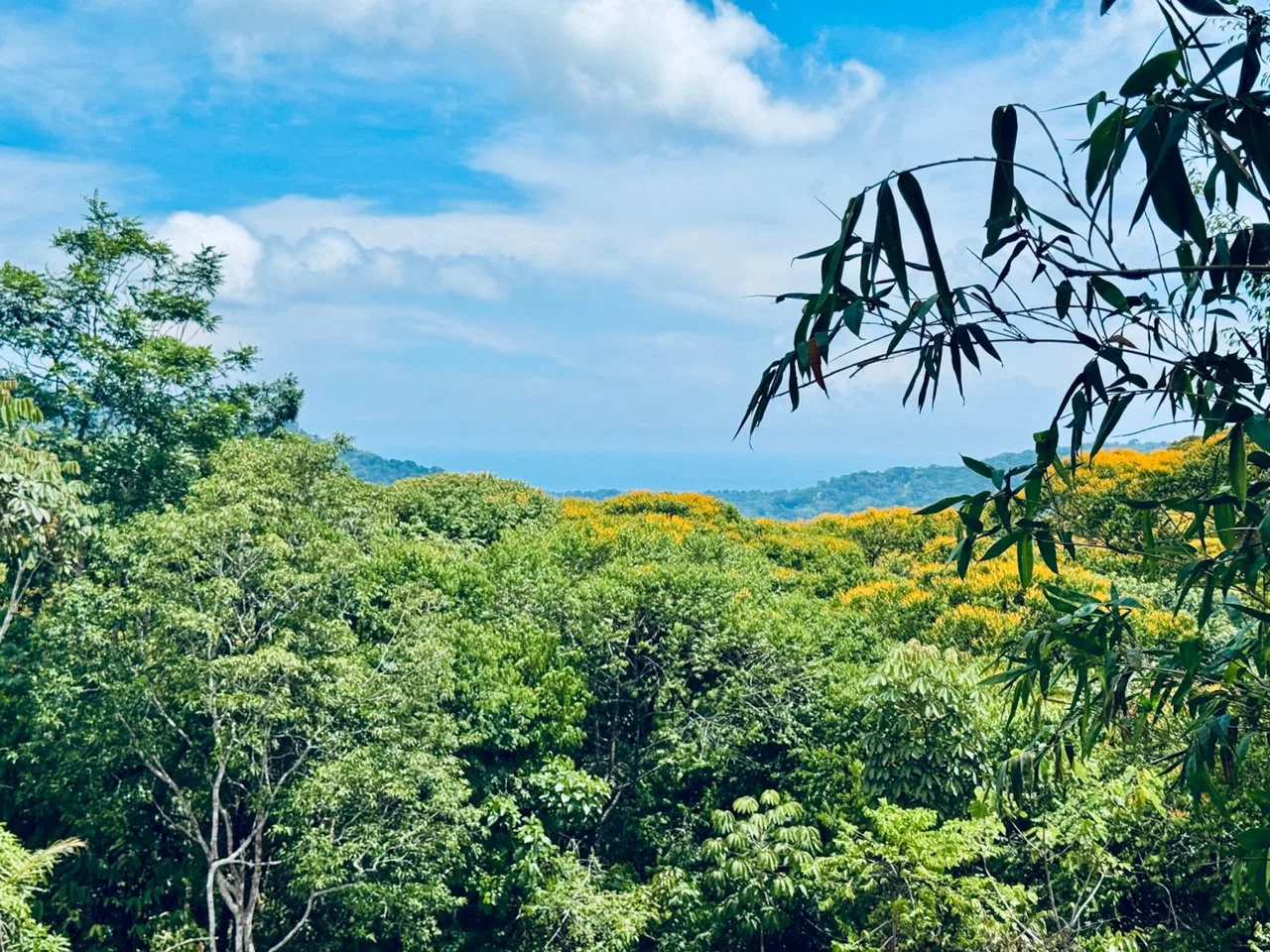 BUILDING PROPERTY WITH MOUNTAIN AND PARTIAL OCEAN VIEWS, IN PLATANILLO – 4.2 ACRES, photo 5