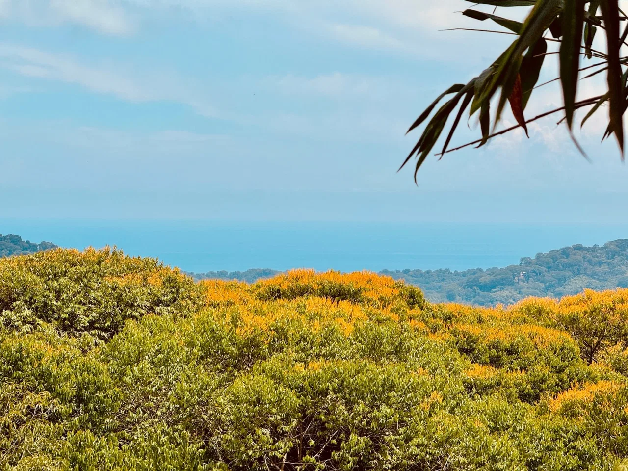 BUILDING PROPERTY WITH MOUNTAIN AND PARTIAL OCEAN VIEWS, IN PLATANILLO – 4.2 ACRES, photo 6