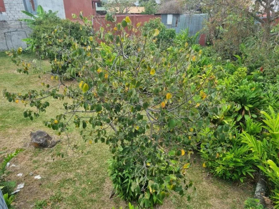 Venta lote en Zapote, San José. RAH 25-1670 NR - Venta en Zapote, photo 12