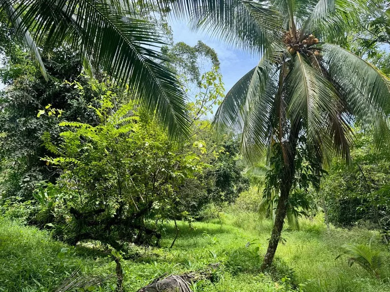 0.25 ACRES – Easy Access Flat Affordable Property In Escaleras With Public Road, Asada Water, Power, and Internet!!!, photo 2