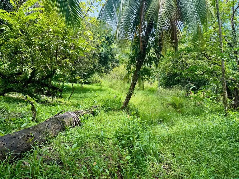 0.25 ACRES – Easy Access Flat Affordable Property In Escaleras With Public Road, Asada Water, Power, and Internet!!!, photo 3