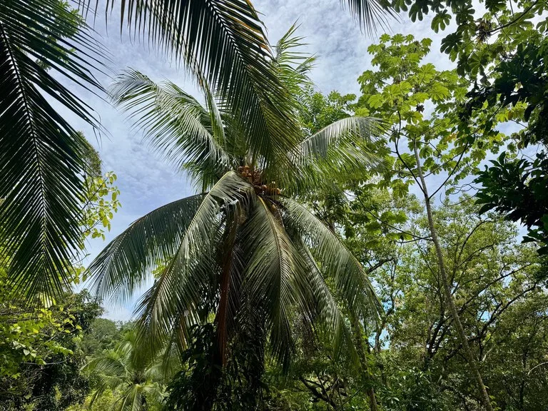 0.25 ACRES – Easy Access Flat Affordable Property In Escaleras With Public Road, Asada Water, Power, and Internet!!!, photo 5