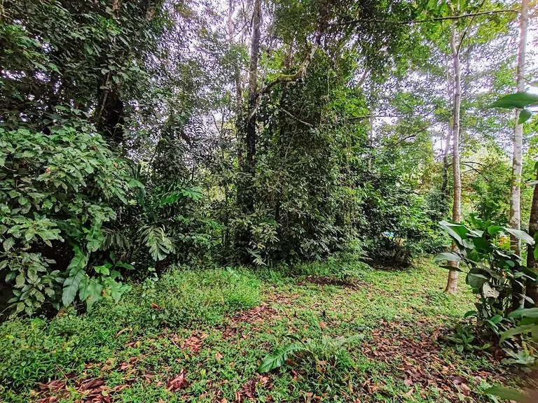 ID 651: Titled Building Lot near Punta Uva Beach: 5875 sqm with Creek, photo 4