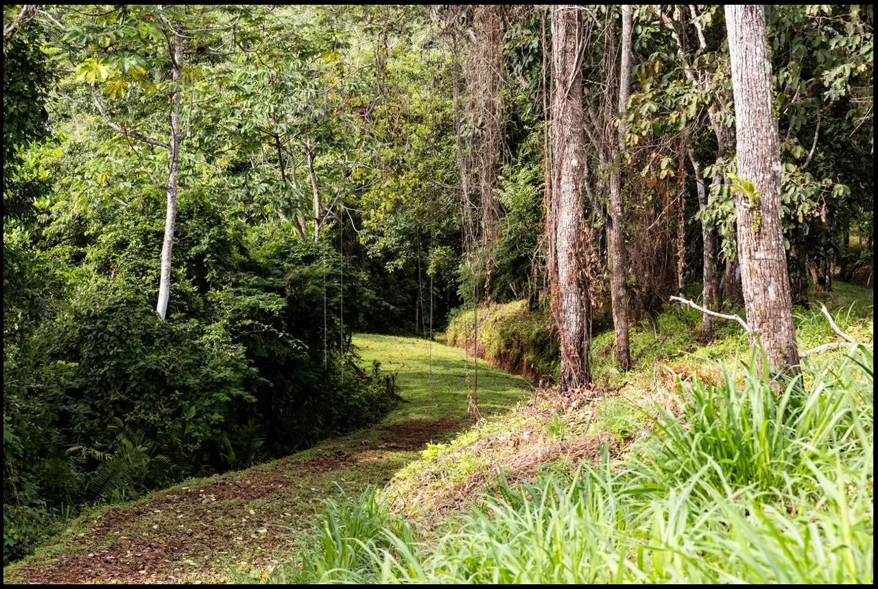 124.4-Hectare Ocean View Property with Springs and Development Potential in El Triunfo, Guanacaste, photo 11