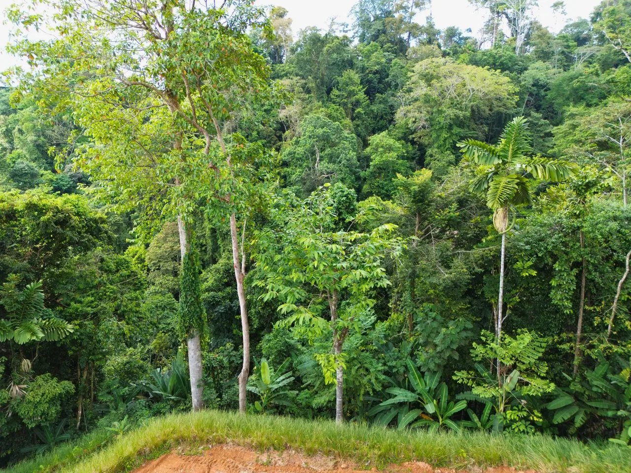 Lote listo para construir con vista al océano sobre Uvita y vistas costeras, photo 7