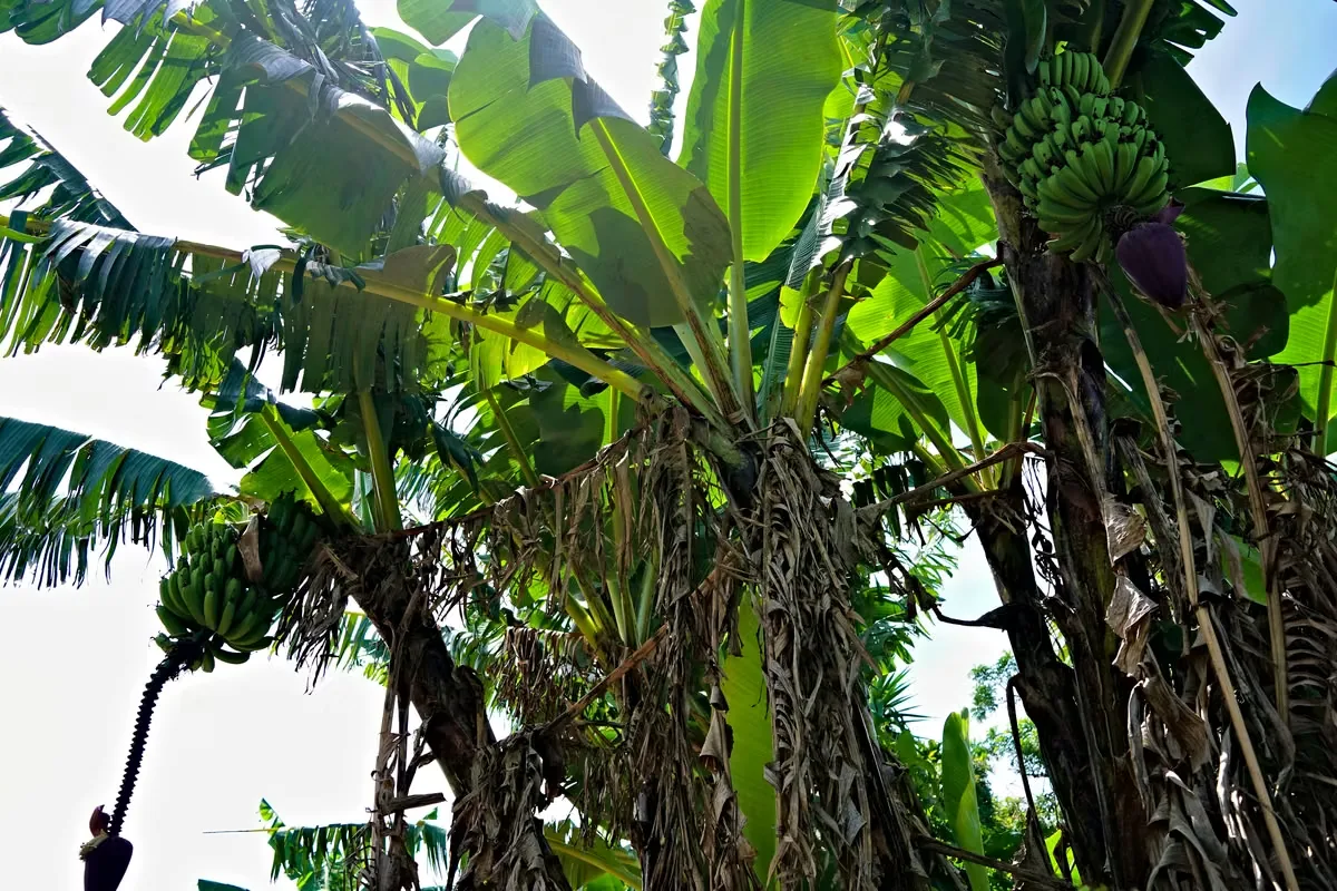 MA Asesoría vende Hermosa Finca en Concepción de San Rafael, Heredia., photo 10
