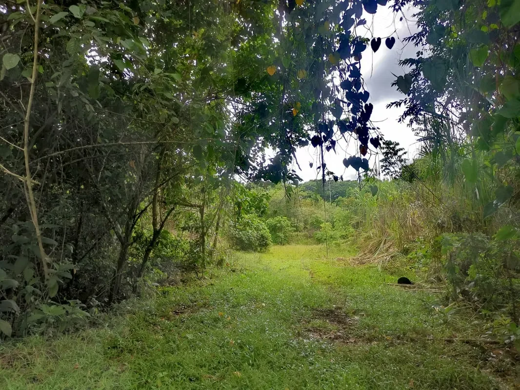 Land for Sale in Guápiles, photo 2