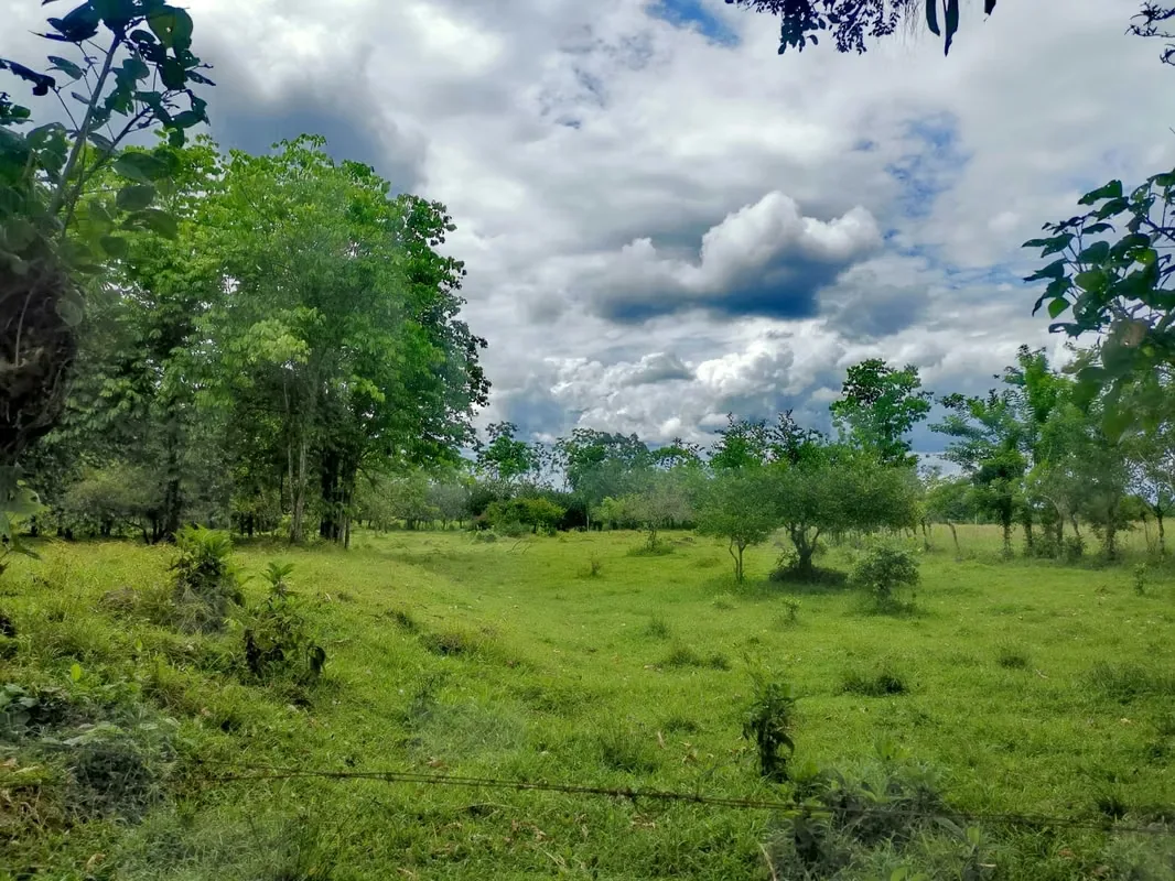 Land for Sale in Guápiles, photo 6