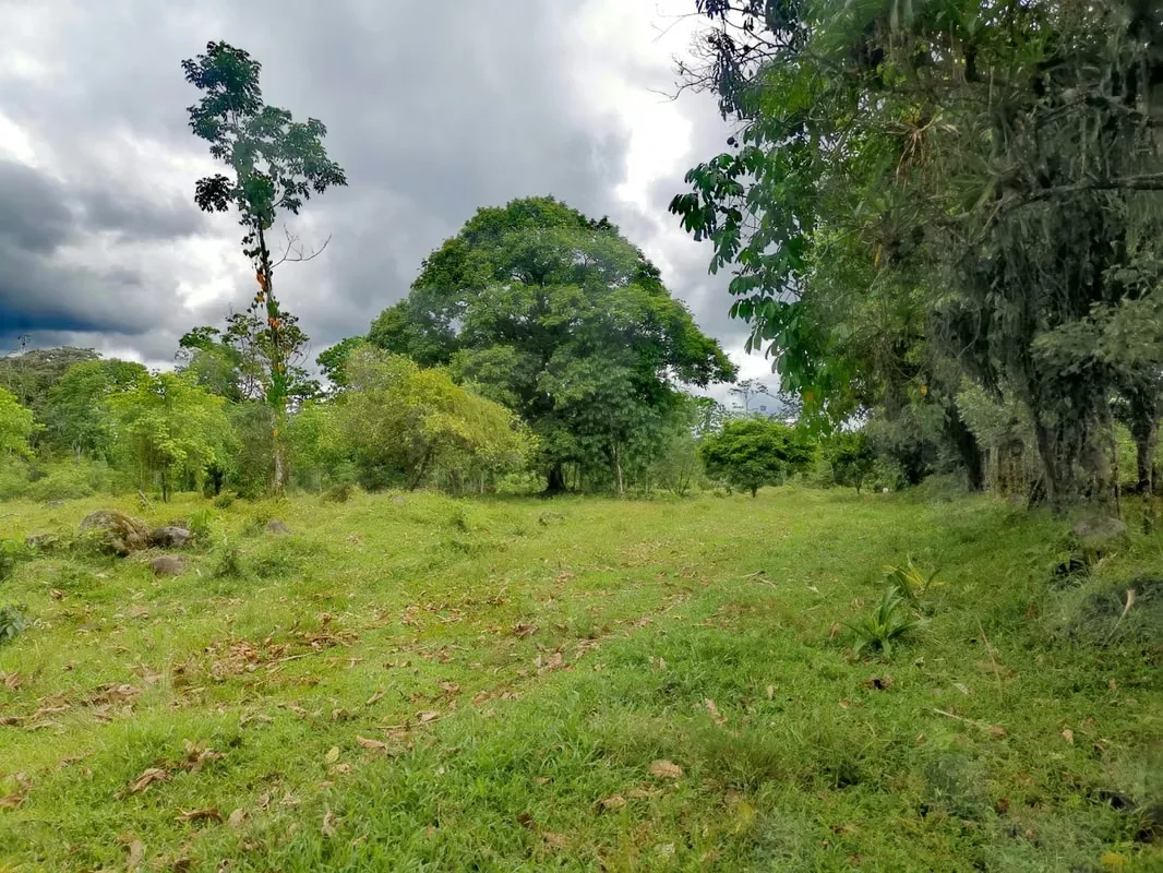 Land for Sale in Guápiles, photo 7