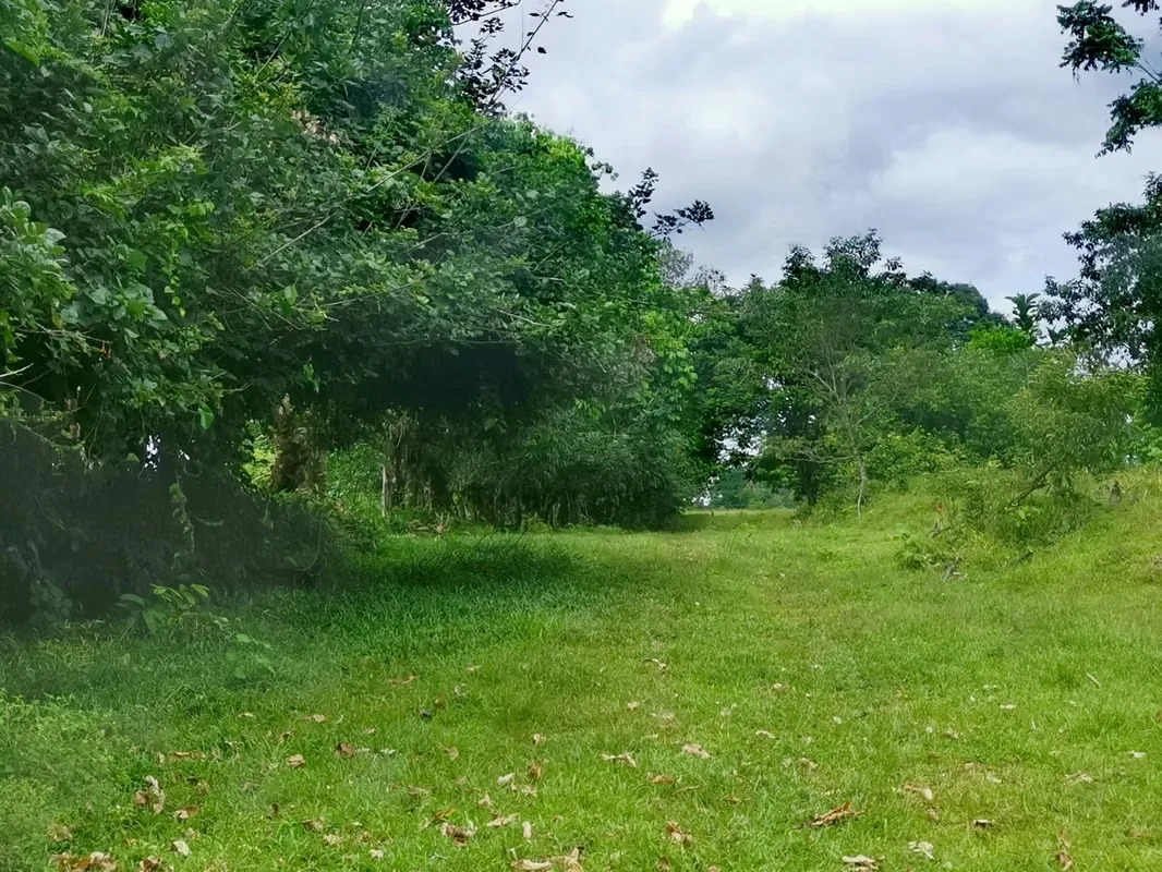 Land for Sale in Guápiles, photo 8