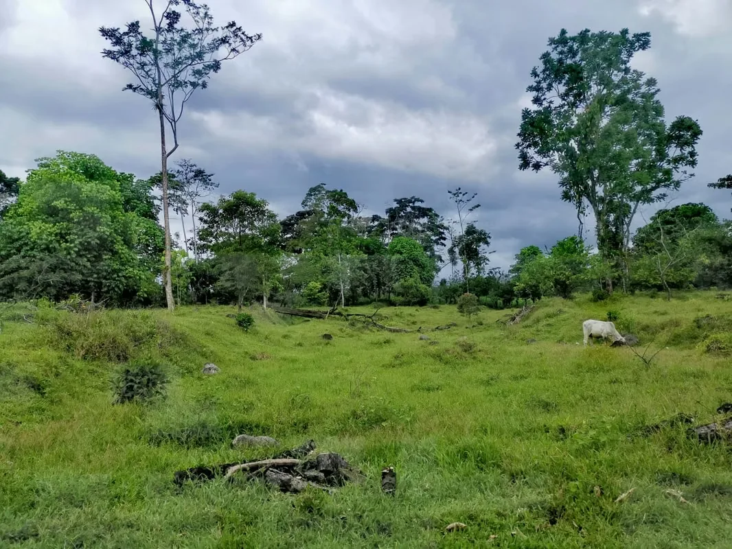 Land for Sale in Guápiles, photo 9