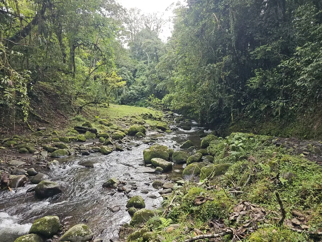 MA Asesorías Vende preciosa finca lechera en San Pedro de Vásquez de Coronado, San José., photo 8