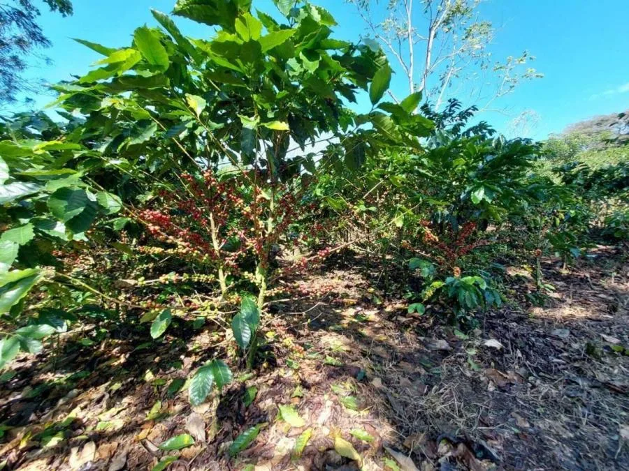 Venta de Lote en Puriscal, San José. RAH 24-898 - Venta en Puriscal, photo 7