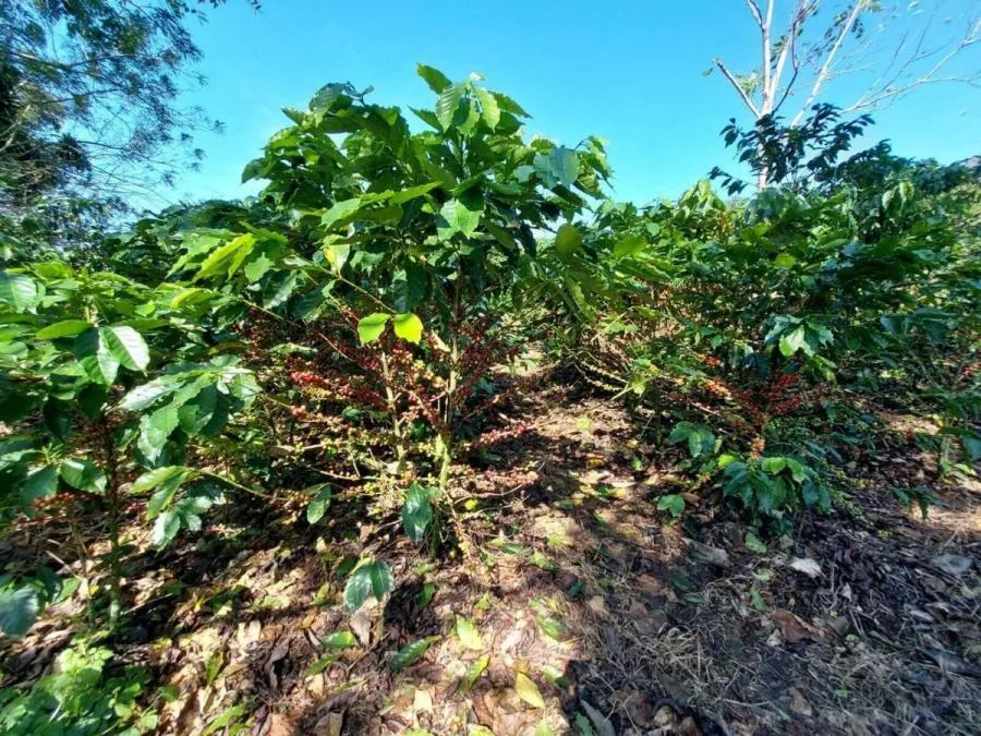 Venta de Lote en Puriscal, San José. RAH 24-898 - Venta en Puriscal, photo 8