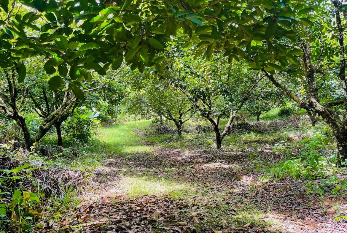 BUILDING PROPERTY WITH FRUIT TREES AND NEAR TO THE RIVER, IN OJOCHAL – 23 ACRES, photo 2