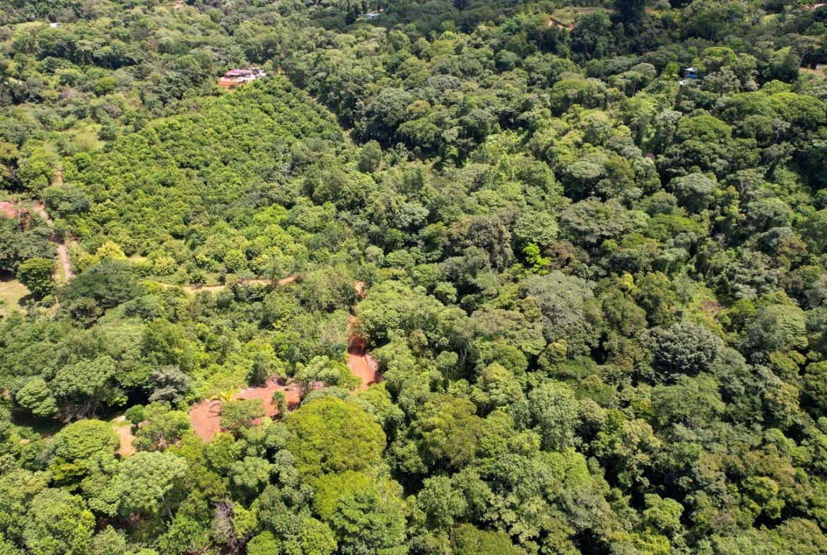 BUILDING PROPERTY WITH FRUIT TREES AND NEAR TO THE RIVER, IN OJOCHAL – 23 ACRES, photo 12