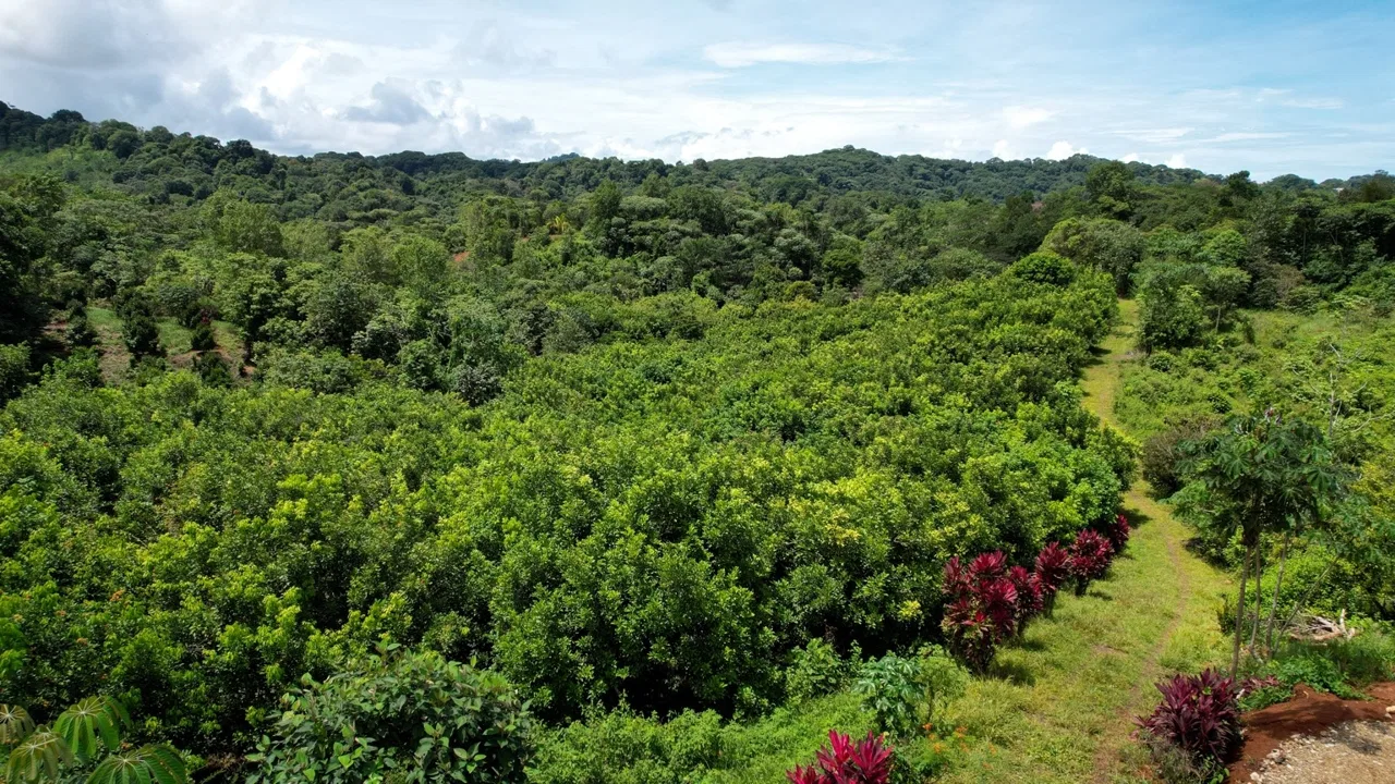 BUILDING PROPERTY WITH FRUIT TREES AND NEAR TO THE RIVER, IN OJOCHAL – 23 ACRES, photo 15