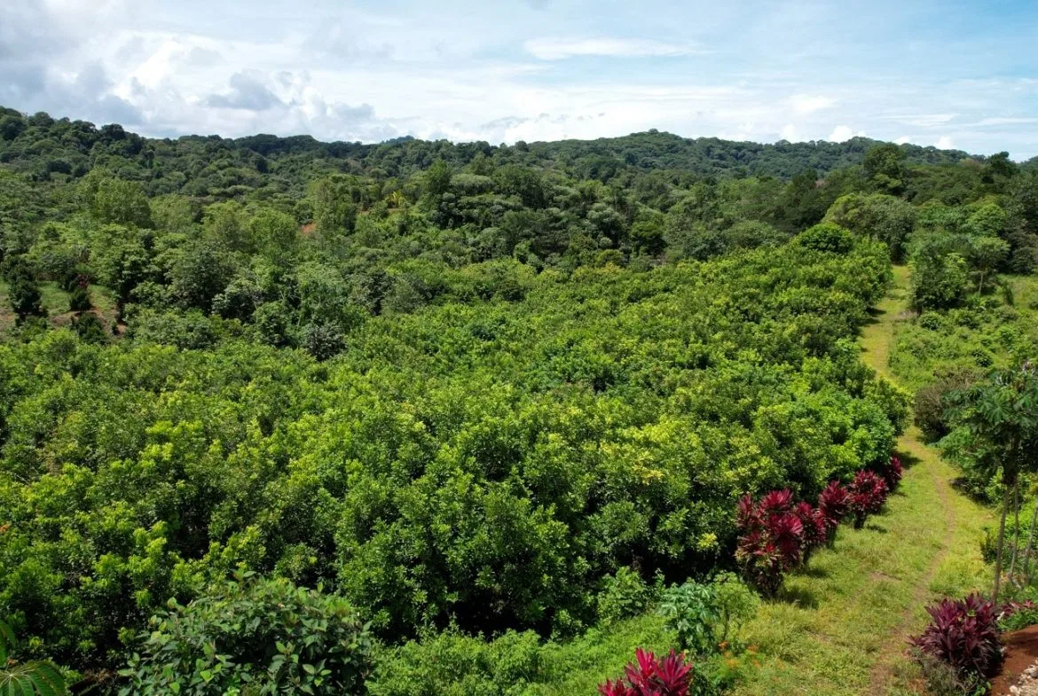 BUILDING PROPERTY WITH FRUIT TREES AND NEAR TO THE RIVER, IN OJOCHAL – 23 ACRES, photo 16