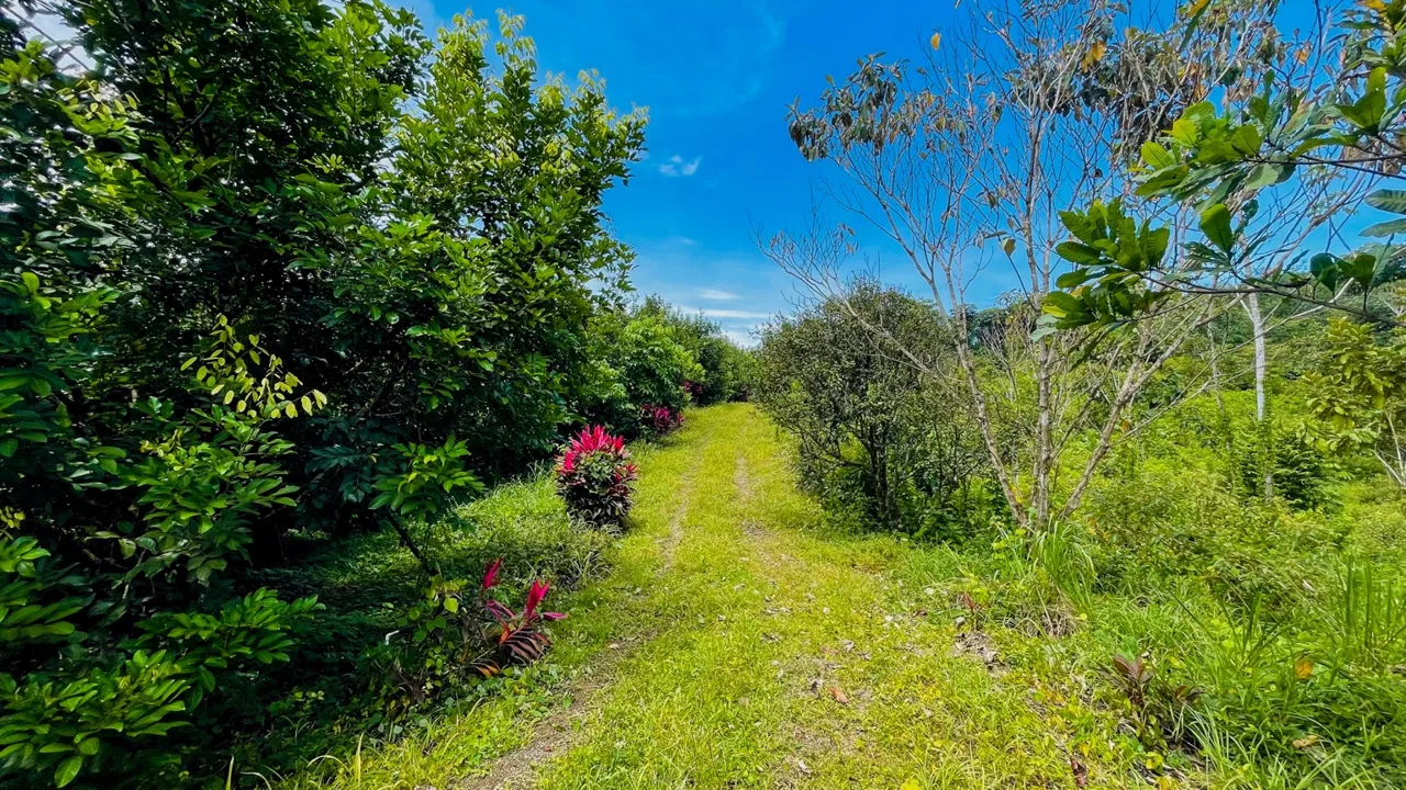 BUILDING PROPERTY WITH FRUIT TREES AND NEAR TO THE RIVER, IN OJOCHAL – 23 ACRES, photo 17
