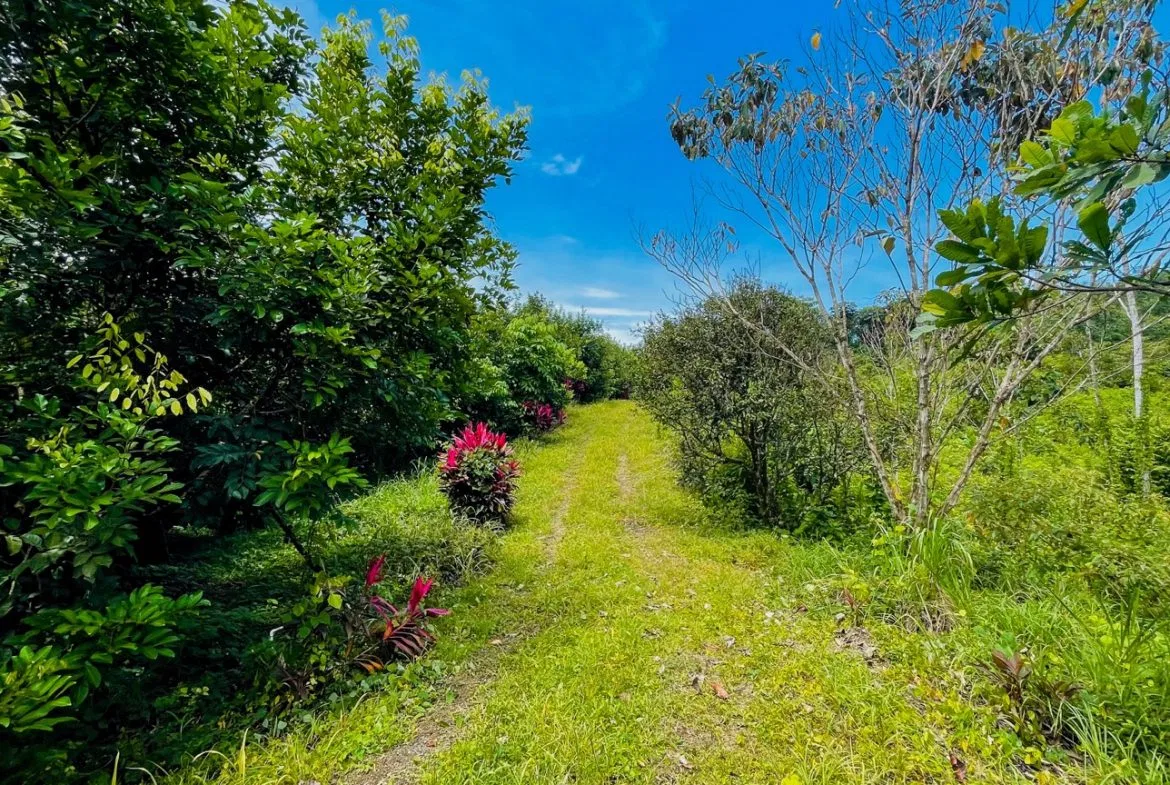 BUILDING PROPERTY WITH FRUIT TREES AND NEAR TO THE RIVER, IN OJOCHAL – 23 ACRES, photo 18
