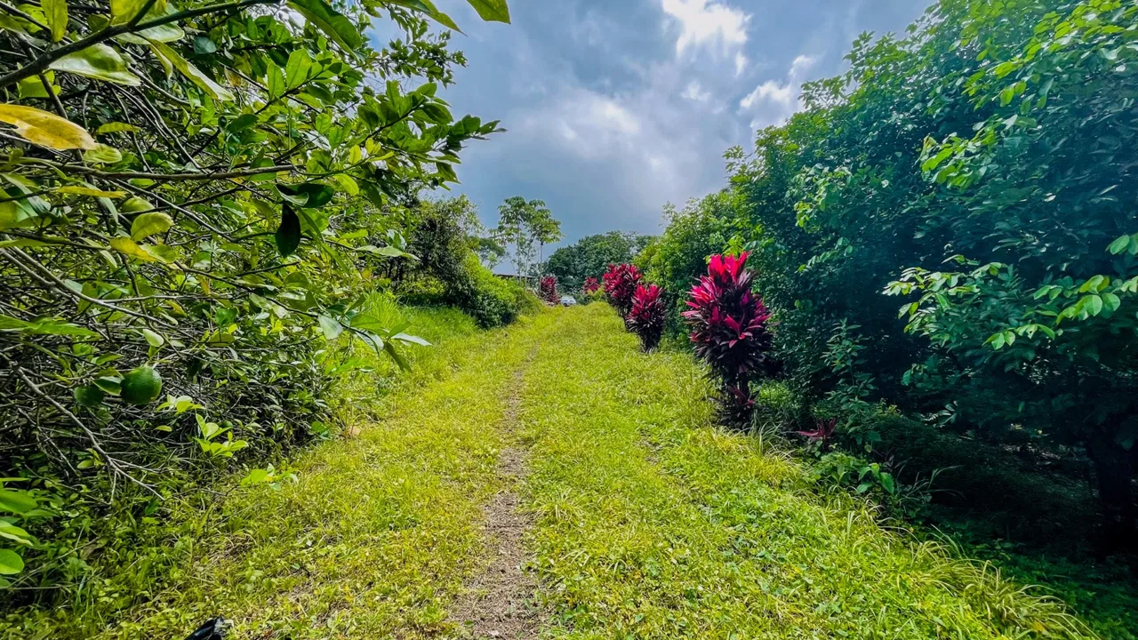 BUILDING PROPERTY WITH FRUIT TREES AND NEAR TO THE RIVER, IN OJOCHAL – 23 ACRES, photo 19