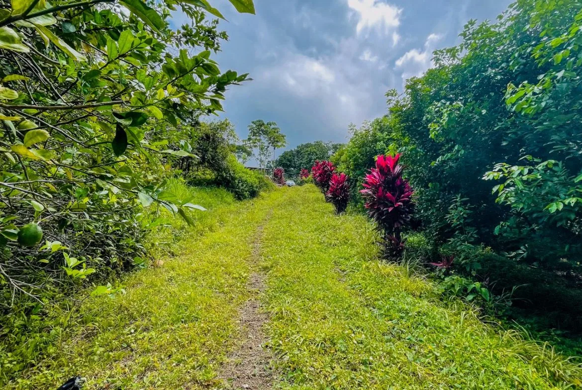 BUILDING PROPERTY WITH FRUIT TREES AND NEAR TO THE RIVER, IN OJOCHAL – 23 ACRES, photo 20