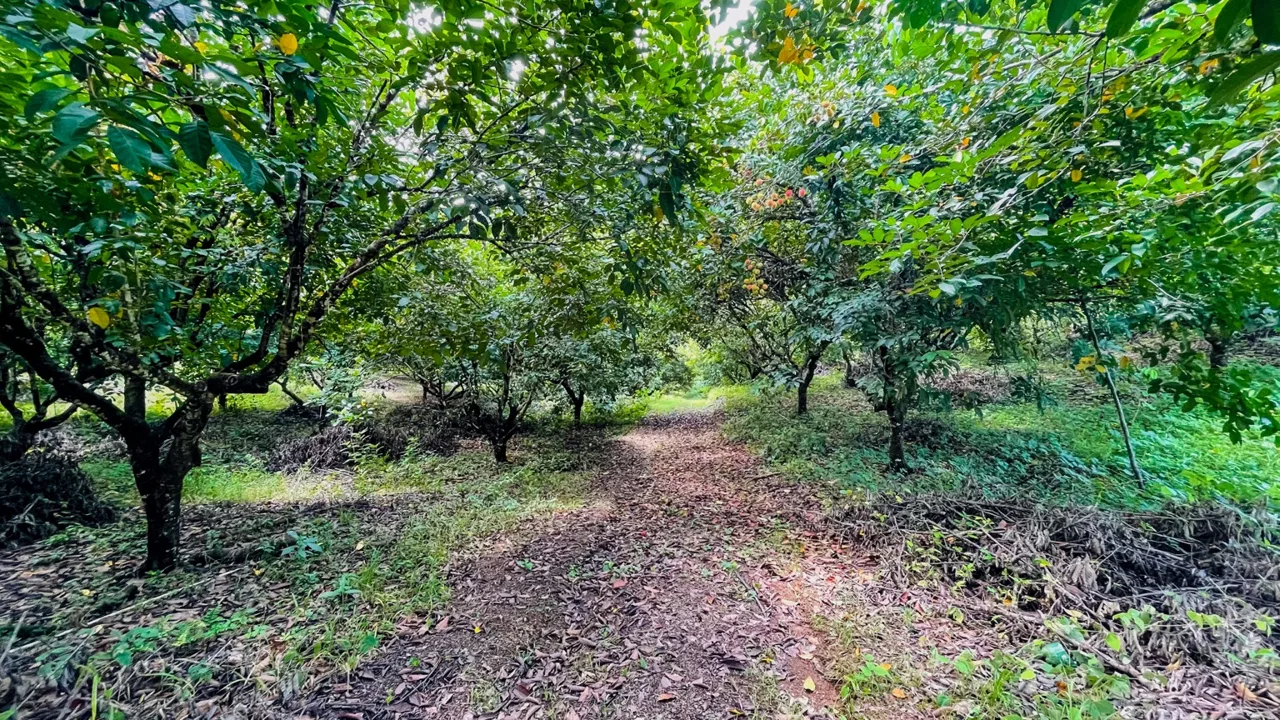 BUILDING PROPERTY WITH FRUIT TREES AND NEAR TO THE RIVER, IN OJOCHAL – 23 ACRES, photo 21