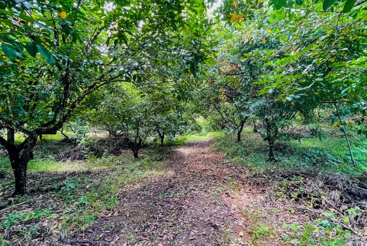BUILDING PROPERTY WITH FRUIT TREES AND NEAR TO THE RIVER, IN OJOCHAL – 23 ACRES, photo 22